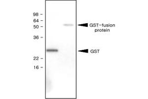 Western blot analysis of recombinant GST (28 kDa) and GST - fusion protein (61 kDa) were resolved by SDS - PAGE , transferred to PVDF membrane and probed with GST monoclonal antibody, clone 1E5 (1 : 1000)  . (GST Antikörper)