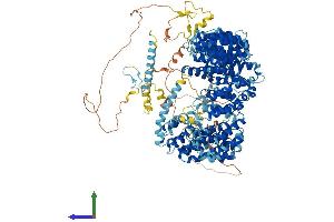 AlphaFold protein structure predicition of Mouse Recombinant Rrp12 Protein, UniprotID Q6P5B0