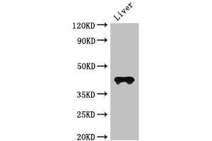 Western Blot Positive WB detected in: Mouse liver tissue All lanes: CCR3 antibody at 3 μg/mL Secondary Goat polyclonal to rabbit IgG at 1/50000 dilution predicted band size: 42, 44 kDa observed band size: 42 kDa (CCR3 Antikörper  (AA 306-355))