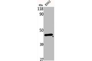 Western Blot analysis of K562 cells using DHS Polyclonal Antibody (DHPS Antikörper  (Internal Region))
