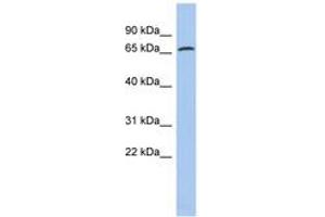 Image no. 1 for anti-Protein Disulfide Isomerase Family A, Member 4 (PDIA4) (AA 35-84) antibody (ABIN6743425) (PDIA4 Antikörper  (AA 35-84))