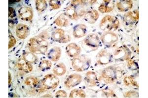 Human stomach tissue was stained by Rabbit Anti-Xenin 25 (Human) Antibody (Xenin 25 Antikörper)