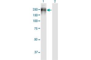Western Blotting (WB) image for anti-Protein tyrosine Phosphatase, Receptor Type, J (PTPRJ) antibody (ABIN3013367)
