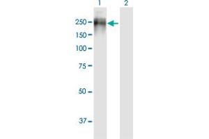 Western Blot analysis of PTPRJ expression in transfected 293T cell line ( H00005795-T01 ) by PTPRJ MaxPab polyclonal antibody.