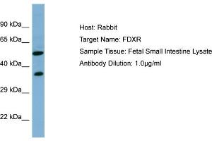 Host: RabbitTarget Name: FDXRAntibody Dilution: 1. (Ferredoxin Reductase Antikörper  (N-Term))