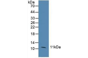 Western blot analysis of Human HeLa cells. (MRP1 Antikörper  (AA 21-115))