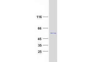Validation with Western Blot (Antizyme Inhibitor 1 Protein (AZIN1) (Transcript Variant 2) (Myc-DYKDDDDK Tag))