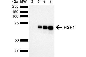 Western Blot analysis of Human Breast adenocarcinoma cell line (MCF7) showing detection of ~65 kDa HSF1 protein using Rat Anti-HSF1 Monoclonal Antibody, Clone 10H8 (ABIN2484632).
