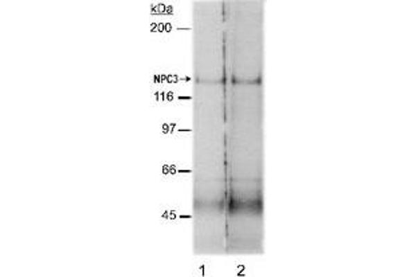 NPC1L1 Antikörper  (AA 500-600)