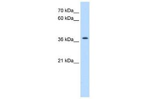 TMEM30A antibody used at 0. (TMEM30A Antikörper  (N-Term))