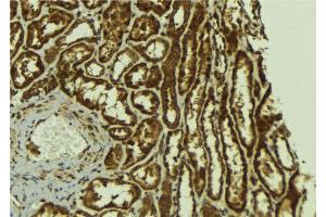 ABIN6267123 at 1/100 staining Mouse kidney tissue by IHC-P. (ErbB2/Her2 Antikörper  (pTyr1221, pTyr1222))