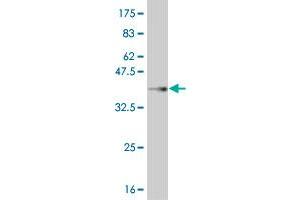 Western Blotting (WB) image for anti-Mesenchyme Homeobox 1 (MEOX1) (AA 165-252) antibody (ABIN517867)