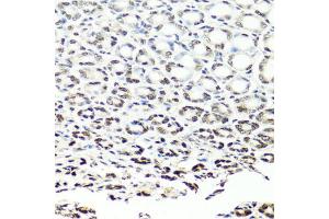 Immunohistochemistry of paraffin-embedded mouse stomach using NUMA1 antibody. (NUMA1 Antikörper)