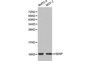 Western blot analysis of extracts of BxPC-3 and MCF-7 cells, using HBXIP(LAMTOR5) antibody. (HBXIP Antikörper)