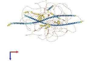SYNM Protein (AA 1-1565) (His tag)