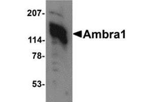 Western Blotting (WB) image for anti-Autophagy/beclin-1 Regulator 1 (AMBRA1) (C-Term) antibody (ABIN1030234) (AMBRA1 Antikörper  (C-Term))