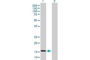 Western Blot analysis of SAT2 expression in transfected 293T cell line by SAT2 MaxPab polyclonal antibody.