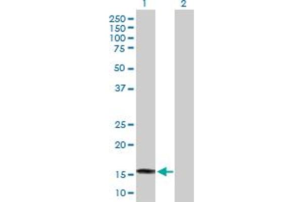 SAT2 antibody  (AA 1-170)