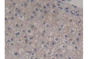 Immunohistochemistry (IHC) image for anti-Fibroblast Growth Factor 12 (FGF12) (AA 1-181) antibody (ABIN7435244)