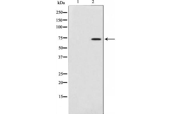 COL13A1 Antikörper  (C-Term)