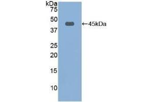 Detection of Recombinant FBLN1, Rat using Polyclonal Antibody to Fibulin 1 (FBLN1) (Fibulin 1 Antikörper  (AA 127-243))