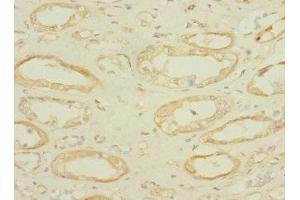 Immunohistochemistry of paraffin-embedded human kidney tissue using ABIN7166580 at dilution of 1:100 (SLC36A2 Antikörper  (AA 1-58))