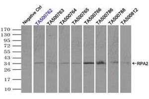 Image no. 5 for anti-Replication Protein A2, 32kDa (RPA2) antibody (ABIN1500738) (RPA2 Antikörper)