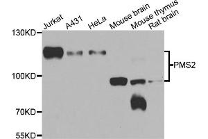 Western blot analysis of extracts of various cell lines, using PMS2 antibody (ABIN5974175) at 1/1000 dilution. (PMS2 Antikörper)