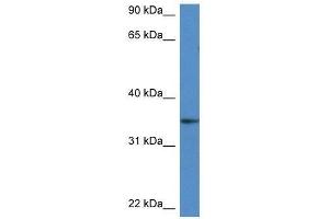 Western Blot showing Dhrs3 antibody used at a concentration of 1. (DHRS3 Antikörper  (Middle Region))