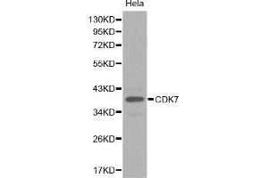 Western Blotting (WB) image for anti-Cyclin-Dependent Kinase 7 (CDK7) (AA 1-346) antibody (ABIN3022405) (CDK7 Antikörper  (AA 1-346))