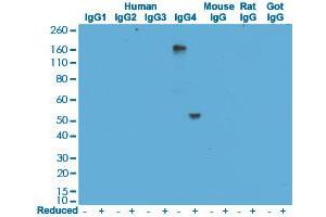 Western blot analysis of human, mouse, rat, and goat IgG using Human IgG4 monoclonal antibody, clone RM120  under 0. (Kaninchen anti-Human Immunoglobulin Heavy Constant gamma 4 (G4m Marker) (IGHG4) Antikörper)