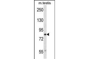 Western blot analysis in mouse testis tissue lysates (35ug/lane). (Cullin 4A Antikörper  (N-Term))