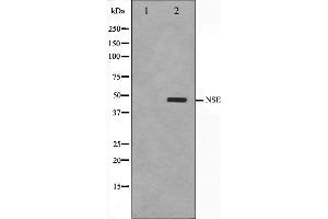 Western blot analysis on HepG2 cell lysate using NSE Antibody. (ENO2/NSE Antikörper  (C-Term))