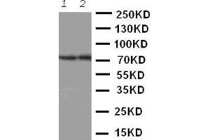 Anti-ABCG4 antibody, Western blotting Lane 1: Rat Brain Tissue Lysate Lane 2: Mouse Brain Tissue Lysate (ABCG4 Antikörper  (Middle Region))