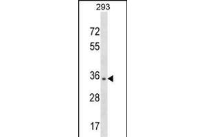 NUBP1 Antibody (Center) (ABIN1537988 and ABIN2850327) western blot analysis in 293 cell line lysates (35 μg/lane). (NUBP1 Antikörper  (AA 185-212))