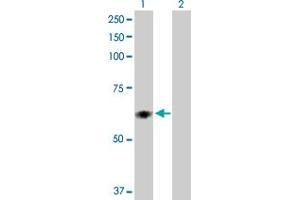 Western Blot analysis of PDIA5 expression in transfected 293T cell line by PDIA5 MaxPab polyclonal antibody.