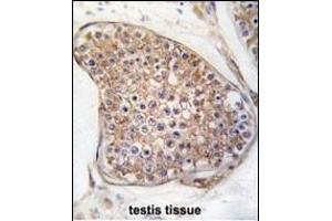 Formalin-fixed and paraffin-embedded human testis tissue reacted with TEK Antibody (C-term) (ABIN392059 and ABIN2841824) , which was peroxidase-conjugated to the secondary antibody, followed by DAB staining. (TEK Antikörper  (C-Term))