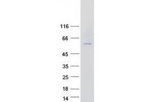 Validation with Western Blot (POLE2 Protein (Myc-DYKDDDDK Tag))