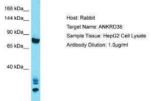 Host: Rabbit Target Name: ANKRD36 Sample Tissue: Human HepG2 Whole Cell Antibody Dilution: 1ug/ml (ANKRD36 Antikörper  (C-Term))