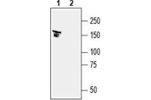 Western blot analysis of mouse brain lysates:1. (Solute Carrier Family 12 (Potassium-Chloride Transporter) Member 5 (SLC12A5) Peptid)