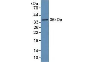 Detection of Recombinant Hpt, Rat using Polyclonal Antibody to Haptoglobin (Hpt) (Haptoglobin Antikörper  (AA 70-332))