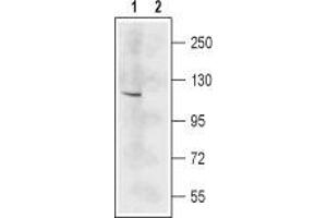 Western blot analysis of mouse brain lysate: - 1. (GRIN2C Antikörper  (Extracellular, N-Term))