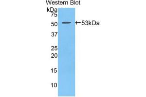 Western blot analysis of the recombinant protein. (PDGF-BB Homodimer (AA 21-241) Antikörper)