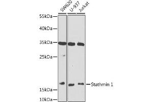 Western blot analysis of extracts of various cell lines, using Stathmin 1 antibody (ABIN6129522, ABIN6148622, ABIN6148623 and ABIN6218225) at 1:1000 dilution. (Stathmin 1 Antikörper  (AA 1-149))