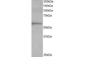 Western Blotting (WB) image for anti-T-Complex 1 (TCP1) (C-Term) antibody (ABIN2465315) (TCP1 alpha/CCTA Antikörper  (C-Term))