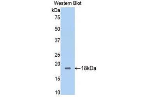 Western Blotting (WB) image for anti-Calmodulin,CAM (AA 1-149) antibody (ABIN1077890) (Calmodulin,CAM Antikörper  (AA 1-149))