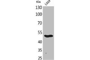Western Blot analysis of L929 cells using GDF-9 Polyclonal Antibody (GDF9 Antikörper  (C-Term))