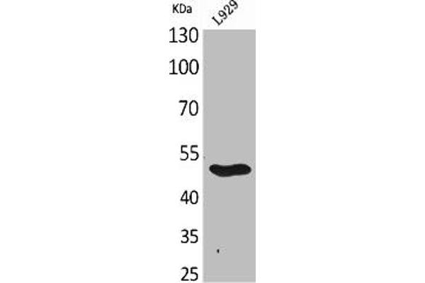 GDF9 Antikörper  (C-Term)