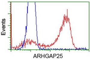 HEK293T cells transfected with either RC217414 overexpress plasmid (Red) or empty vector control plasmid (Blue) were immunostained by anti-ARHGAP25 antibody (ABIN2452774), and then analyzed by flow cytometry. (ARHGAP25 Antikörper)