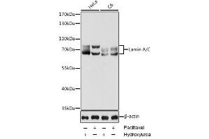 Western blot analysis of extracts of various cell lines using Lamin A/C Polyclonal Antibody at dilution of 1:1000. (Lamin A/C Antikörper)